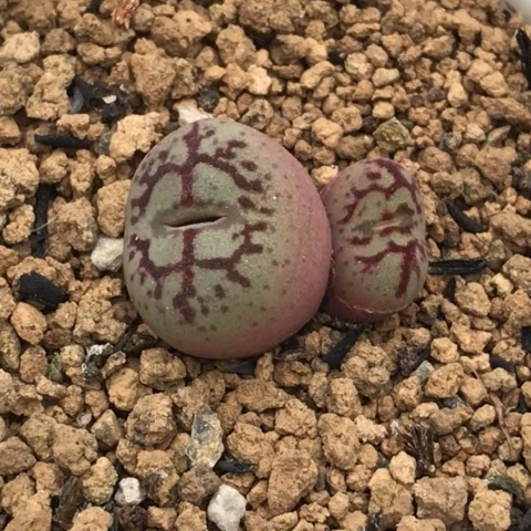 多肉肉锥 Y661八重墨