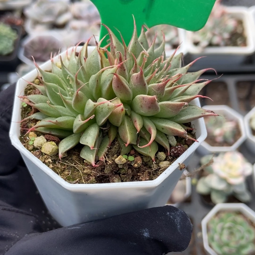 761银星多肉植物多肉