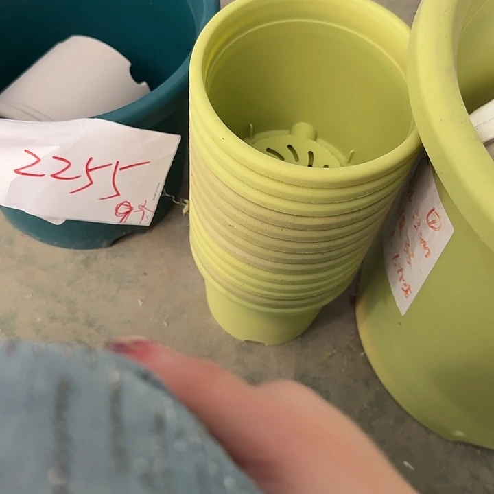 四季1号果绿无托20个