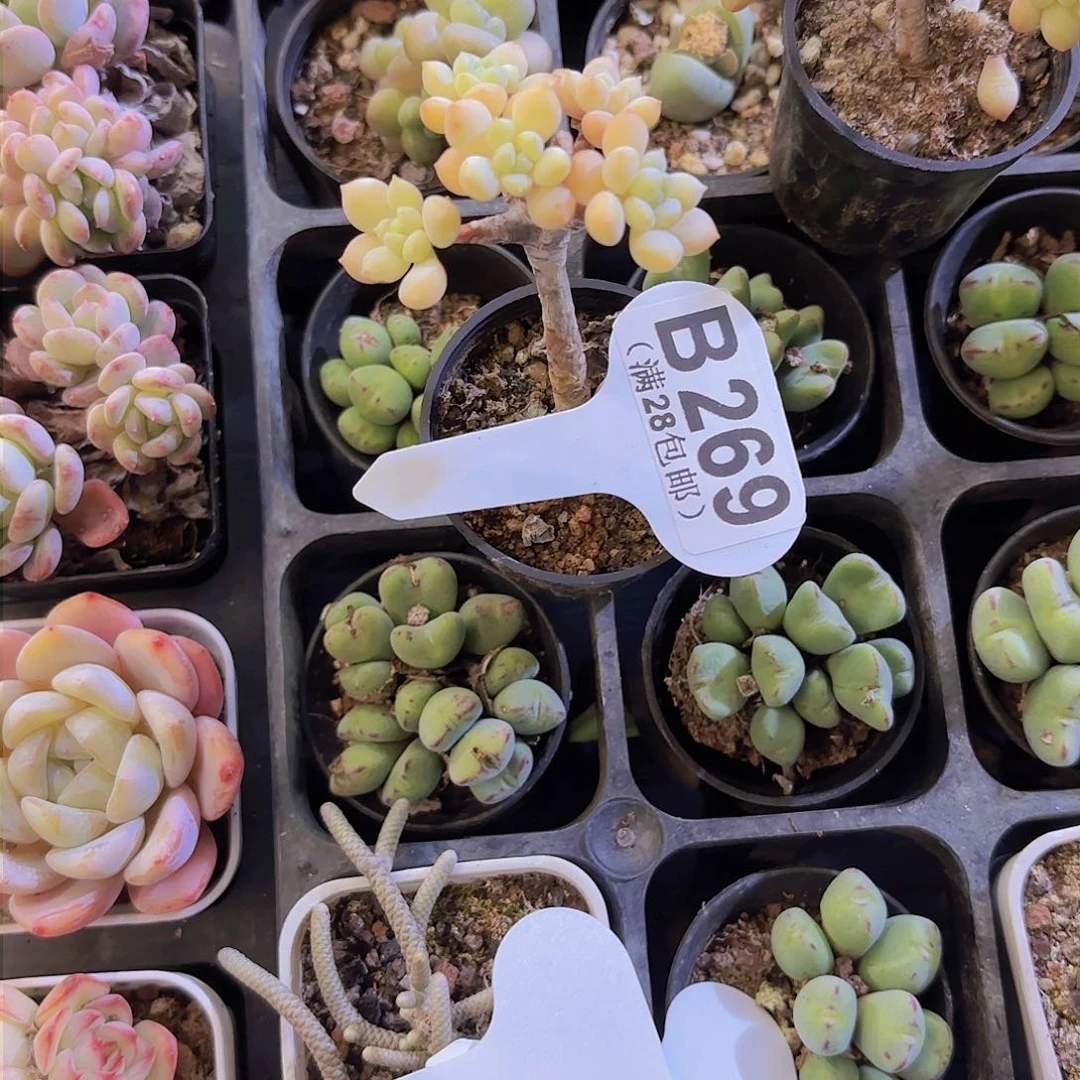 晚**星B269奶糖一物一拍