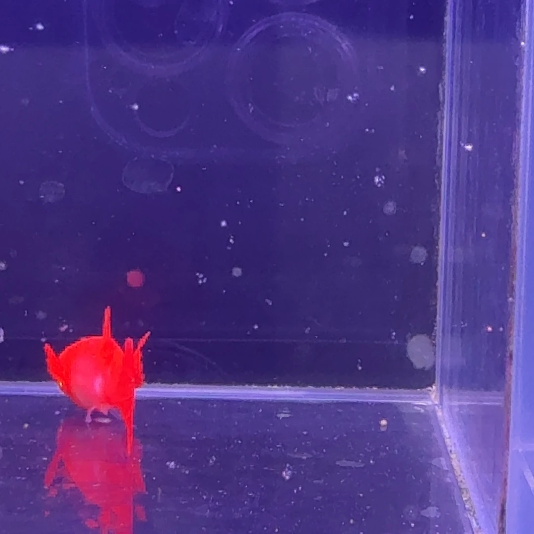 孔雀鱼鸿运当头双份水