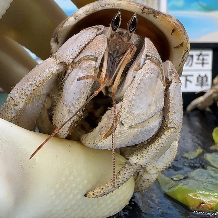 A43胖灰紫灰白2.7cm口径