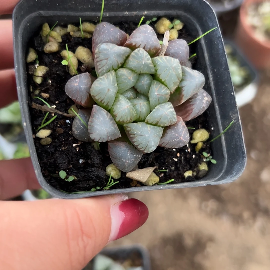 多肉植物多肉植物