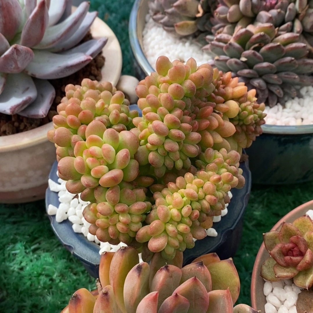香格里拉缀多肉植物盆栽
