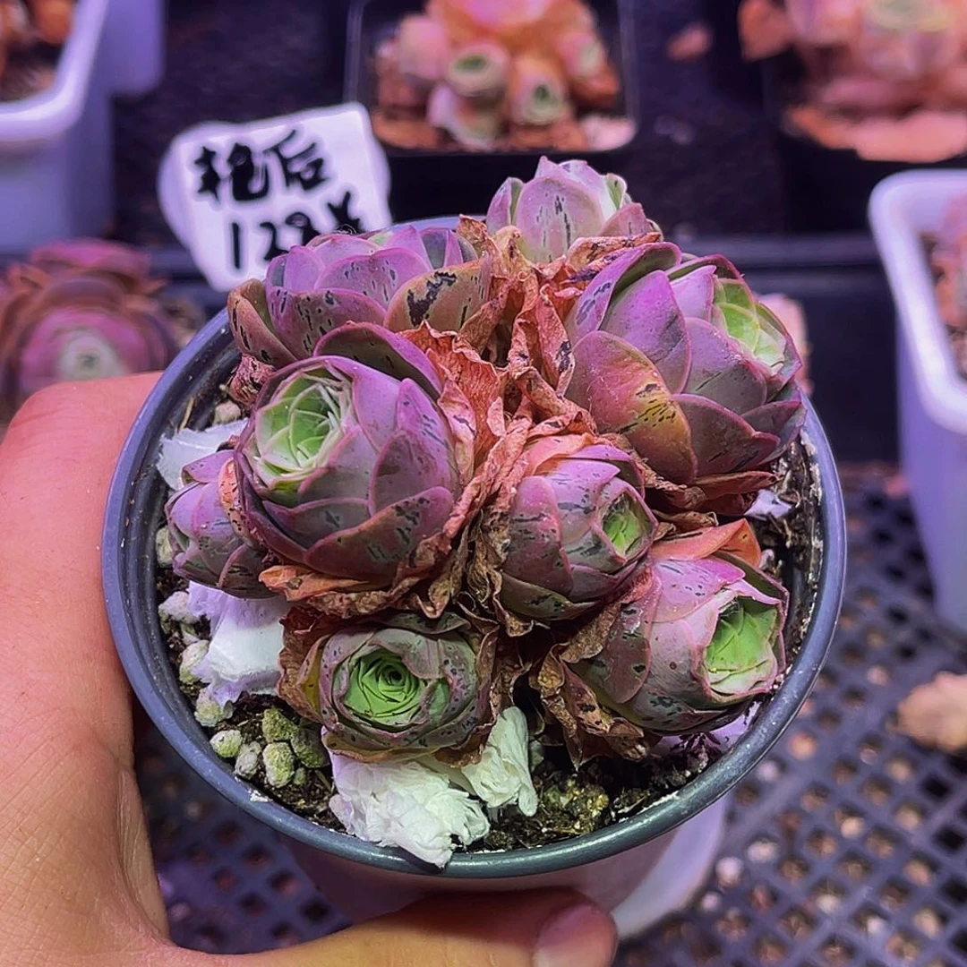 墨彩 非偏远包邮 多肉
