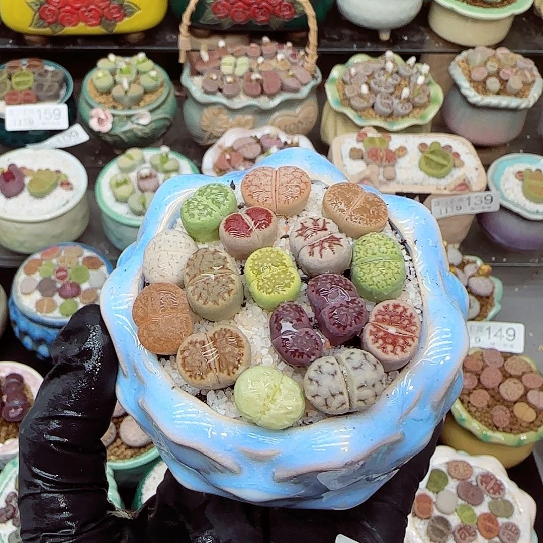 生石花满18包邮1119-168