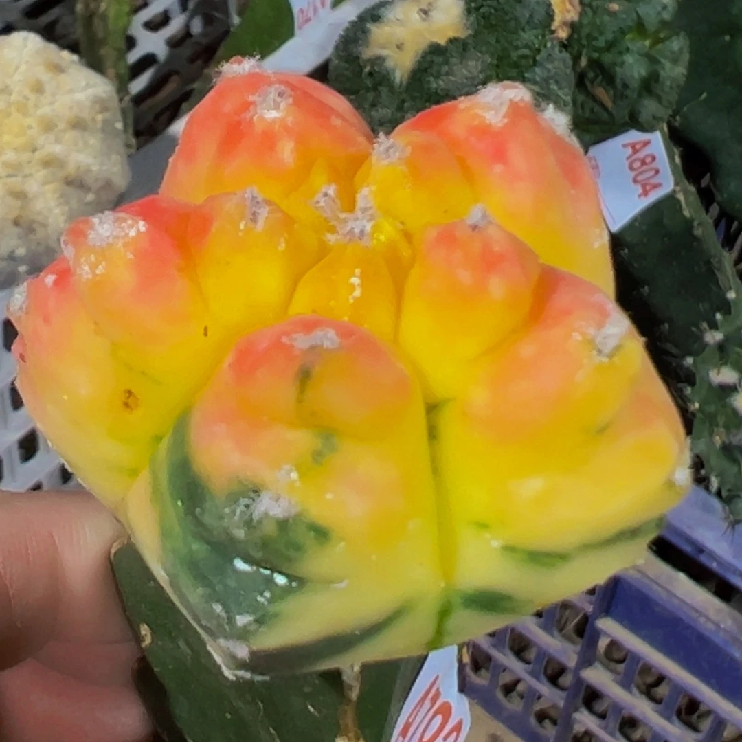 无花朵红锦龟甲鸾凤玉锦792