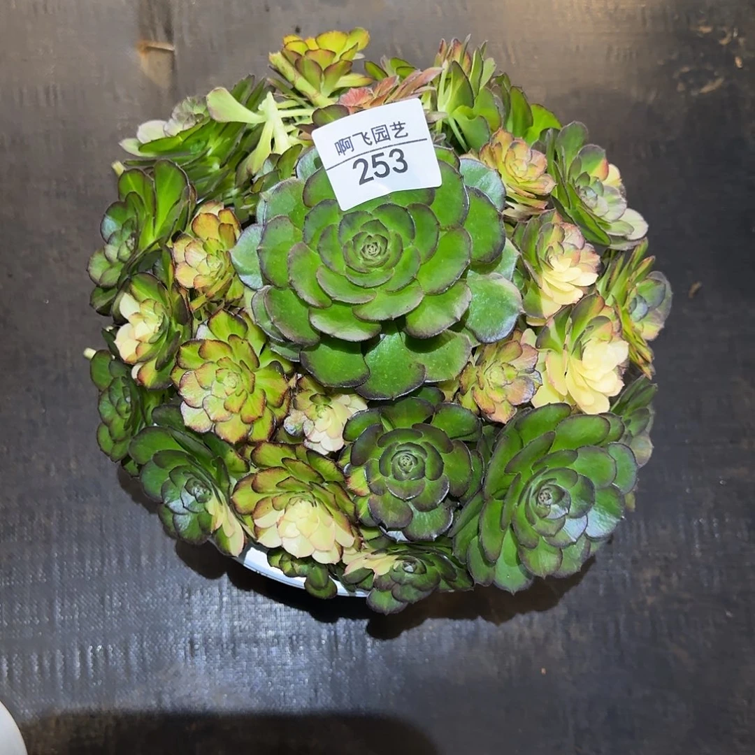 253多肉 海王七彩福利