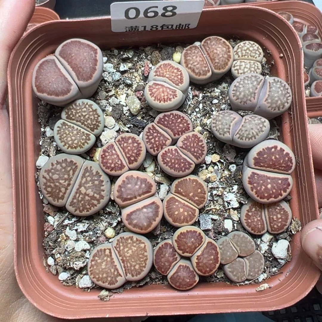 【闪购商品】068……