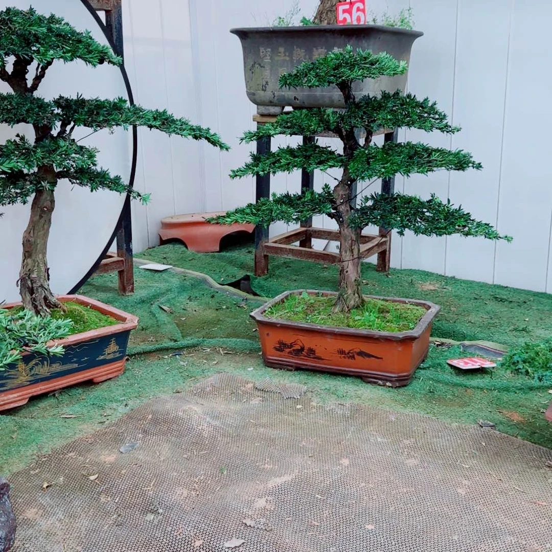 盆景罗汉松盆景造型设计