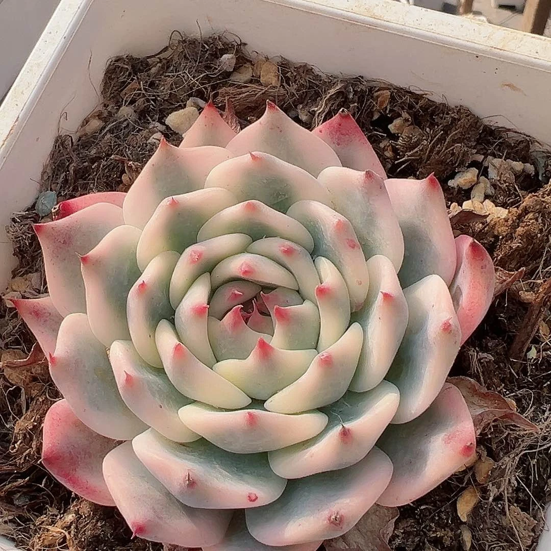 吉娃娃锦，覆轮锦