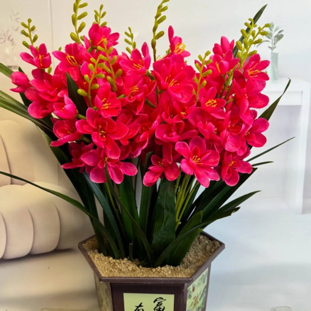 【拍一颗送一颗】重瓣晚香玉浓香型南北方室内阳台盆栽庭院四季开花