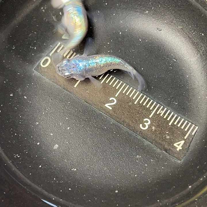 青鳉鱼海王星球一组138