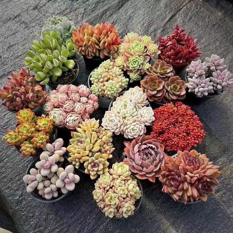 【随机不指定满满一箱6颗多肉】带盆带土栽好一整箱不重复昆明直发