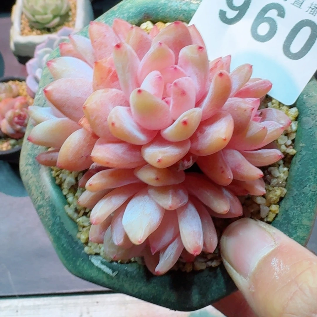 雪天使      愿你一路坦途，乘风破浪展宏图