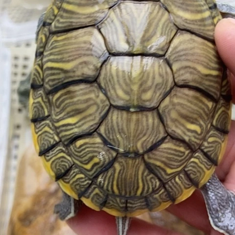 绿毛龟不分公母8888888