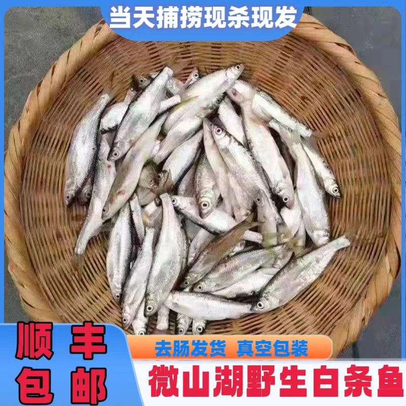 微山湖【野生白鱼】翘嘴白条刁子鱼