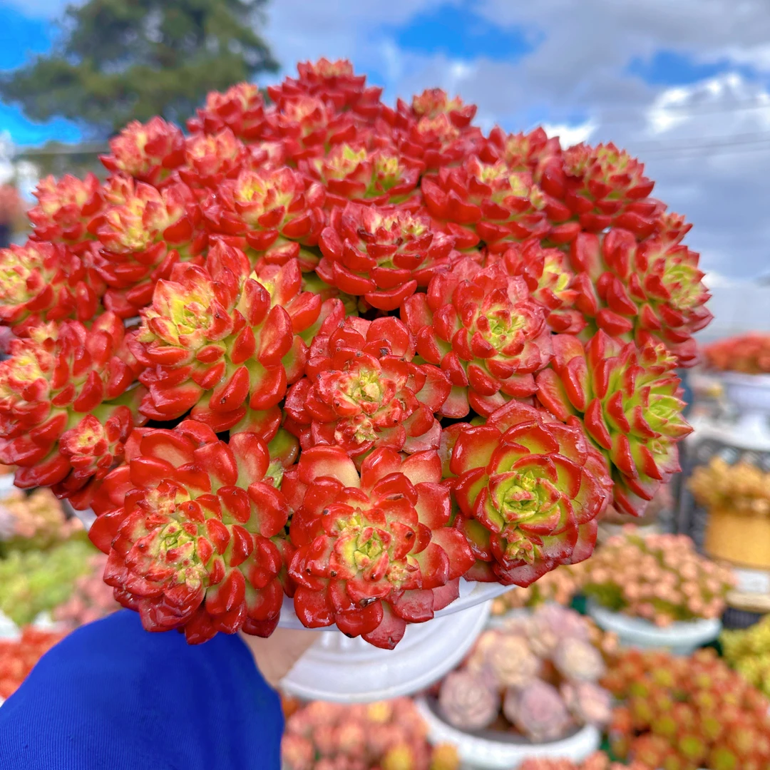 G 蒂亚玫瑰+罗马盆 耐晒皮实 绿植 室内室外都能养