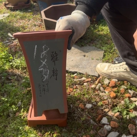 紫砂花盆紫砂花盆盆景盆栽