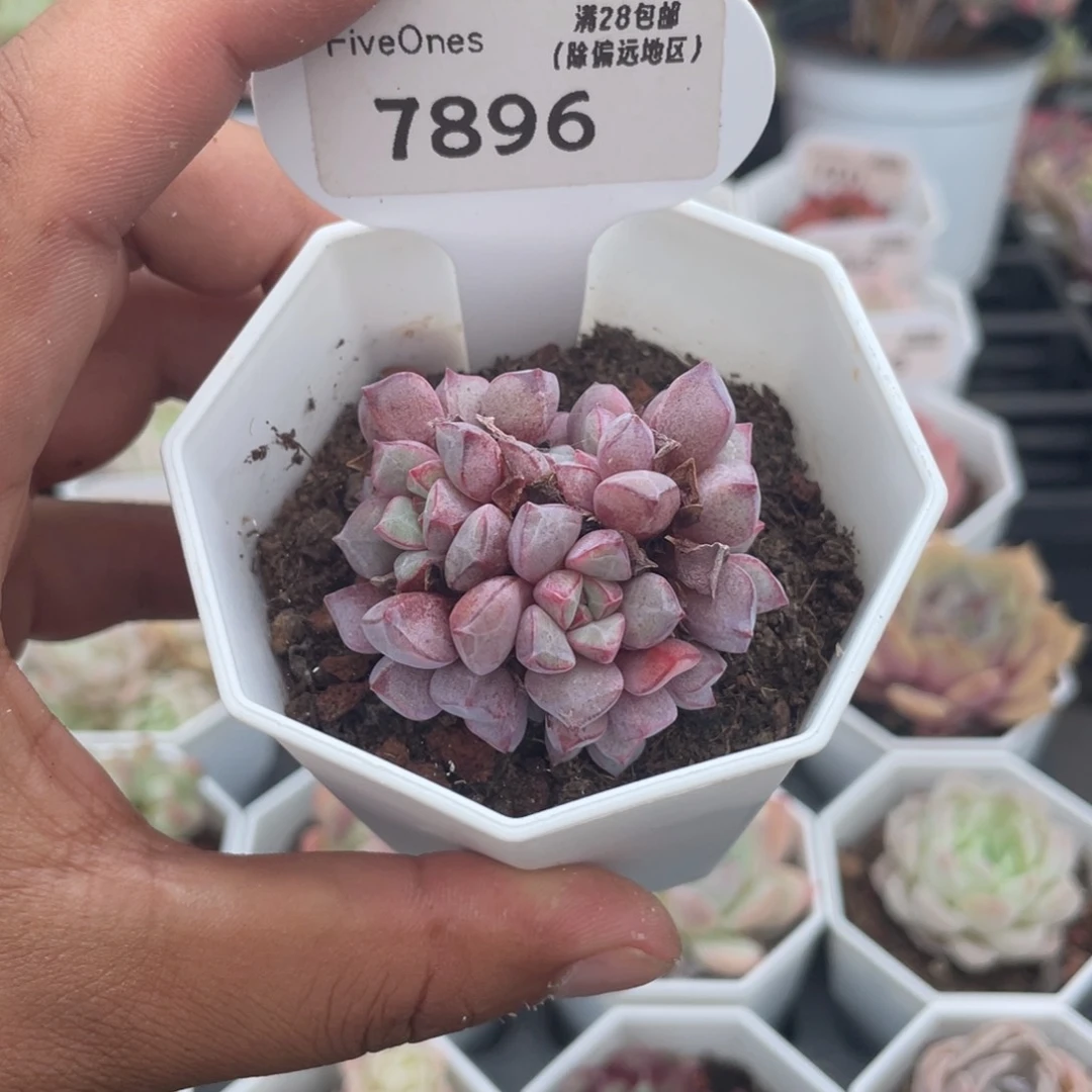 7896蓝宝石4.5厘米