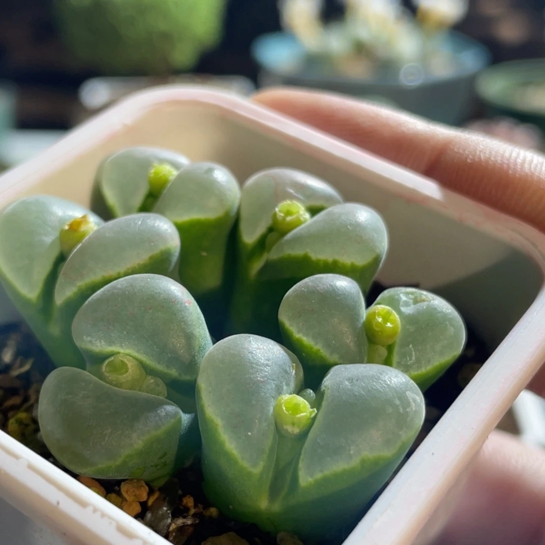 y400群生风铃植物一物一拍