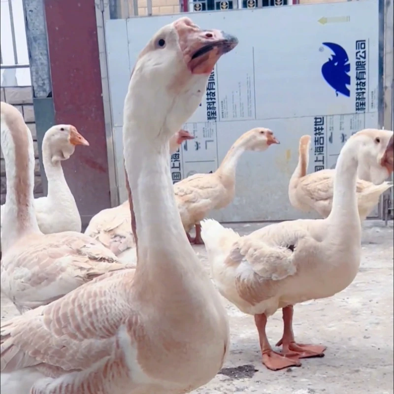 【顺丰包邮】14只农家散养特大种白鹅嫩鹅鹅肉新鲜大鹅白鹅