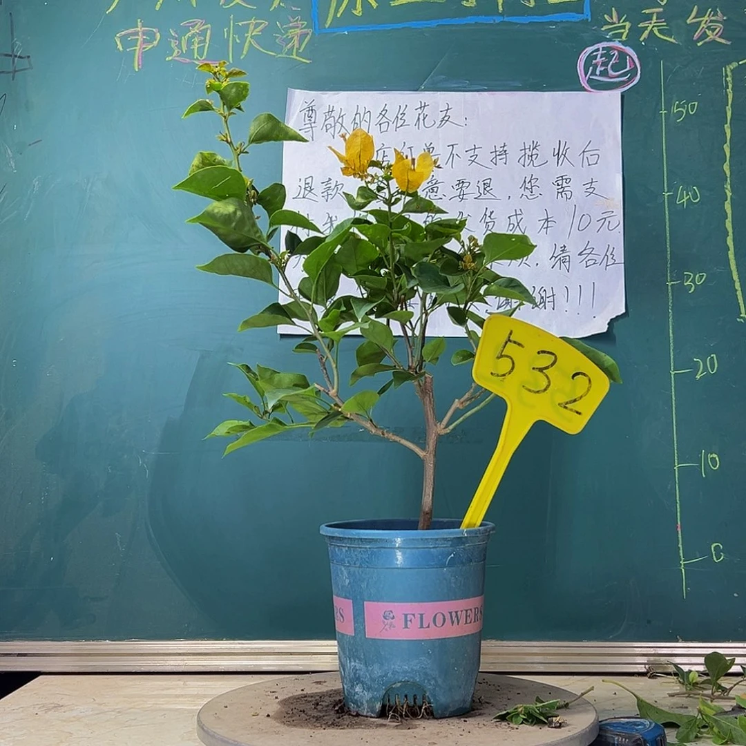 当前无花栽培后可以开花 黄玫瑰  532