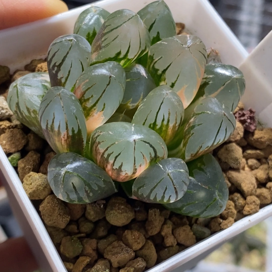 365号水晶玉露锦多肉特价