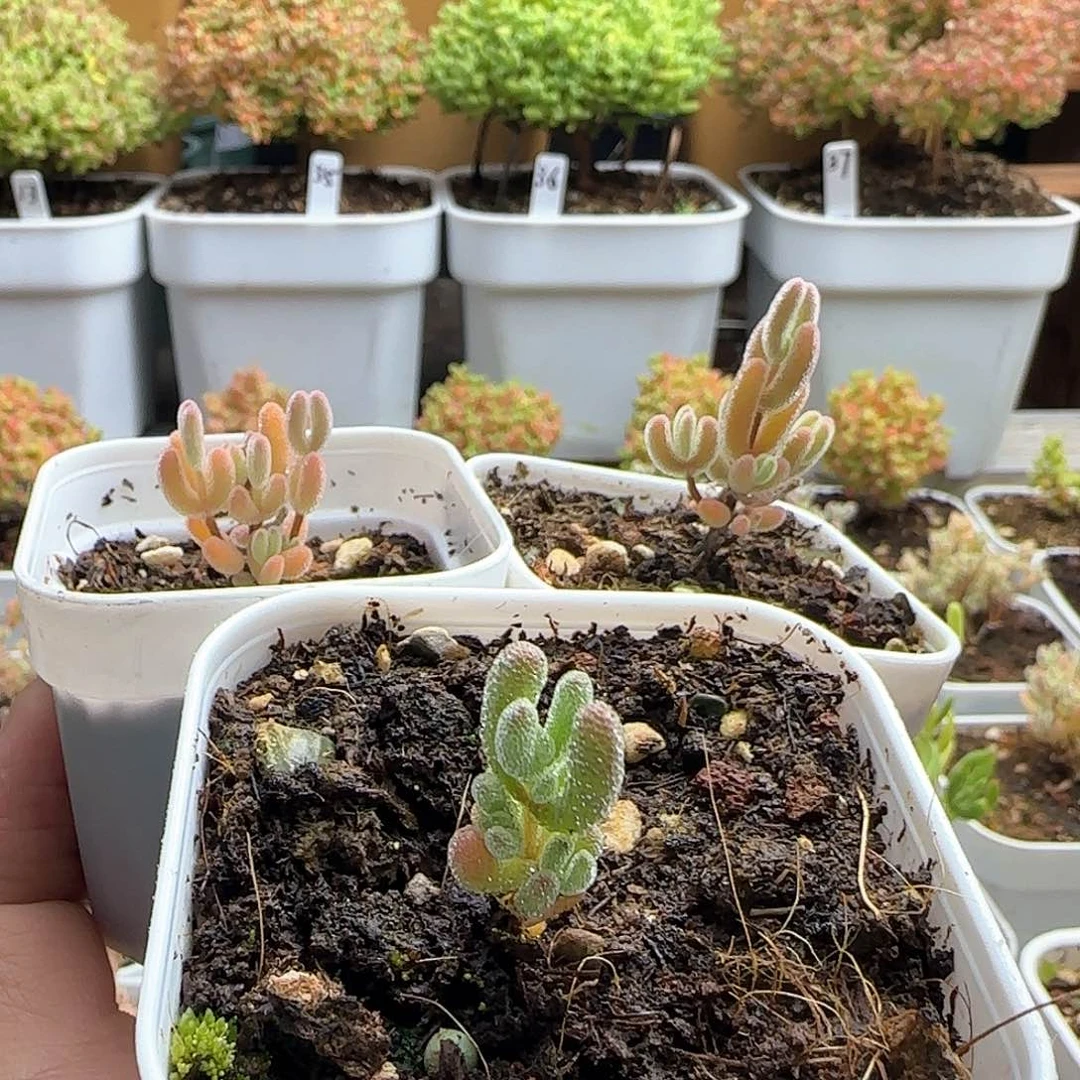 槐*实生琉璃粉冰晶专拍