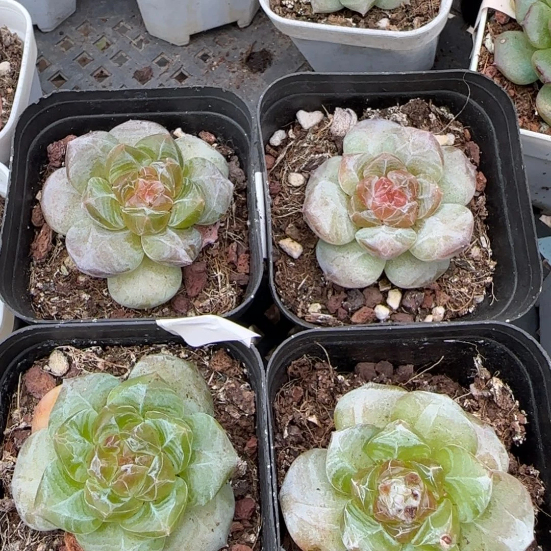 小卡拉米糖心一物一拍