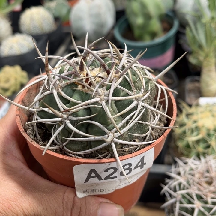 284实生碧岩玉一物一拍