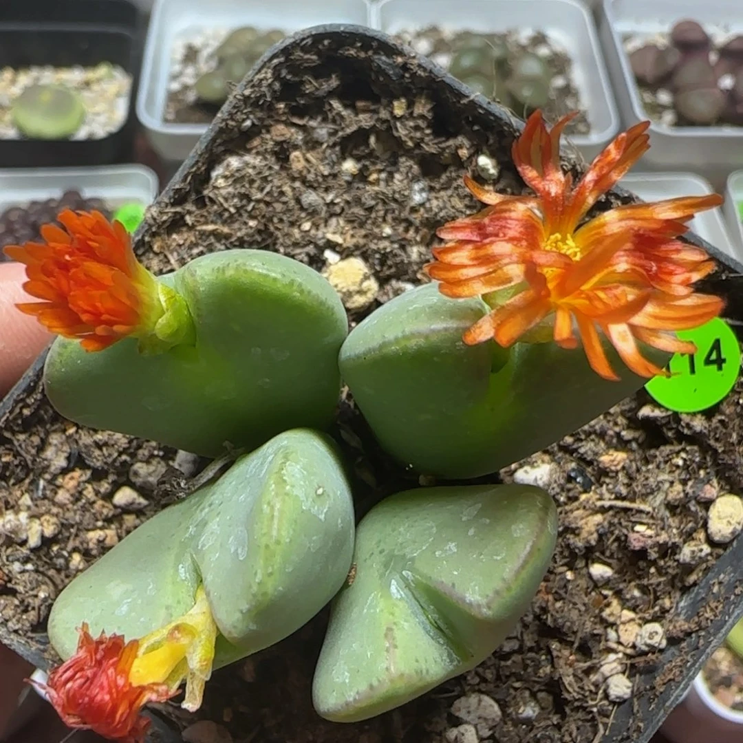 漂漂亮亮多肉植物114