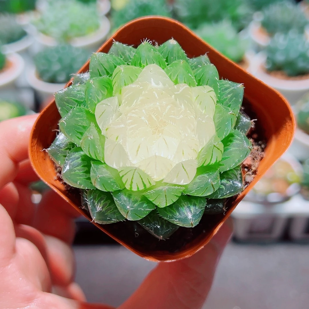 宝莲灯玉露多肉多肉多肉