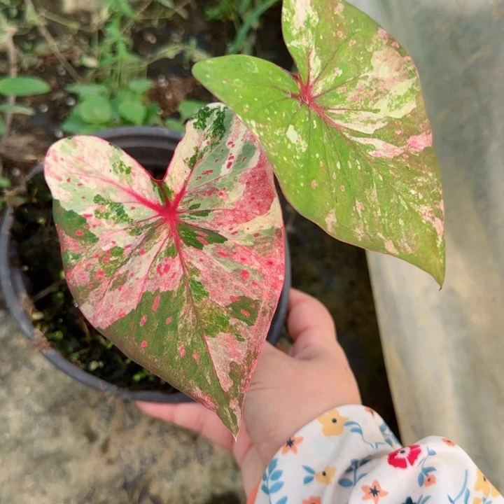 无花朵泰彩Q5840….