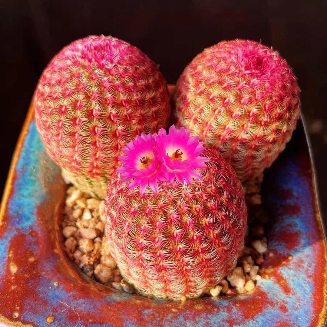 专柜品牌实生红太阳紫太阳开花仙人球侧芽无根室内四季好养多肉植