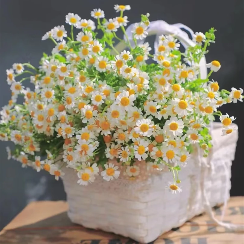 洋甘菊【0度以下气温不拍保温棉不售后】