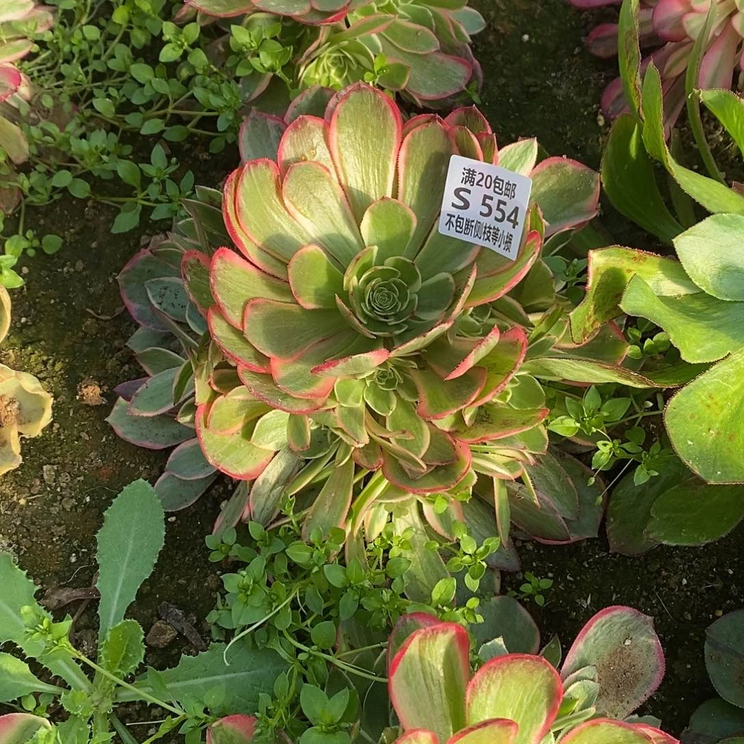 554夜宴粉花妖多肉法师锦