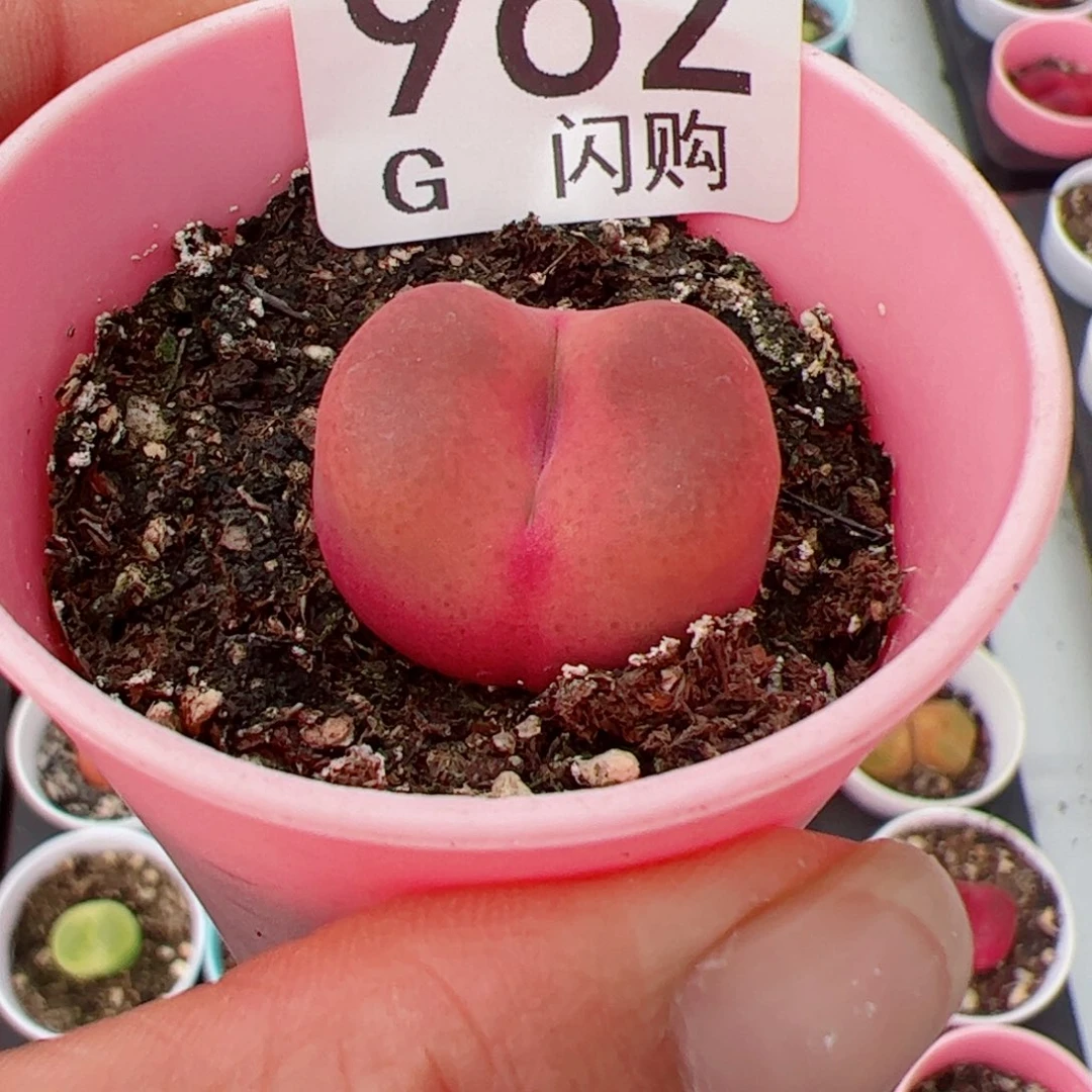 无花朵。***号我很喜欢这个G962