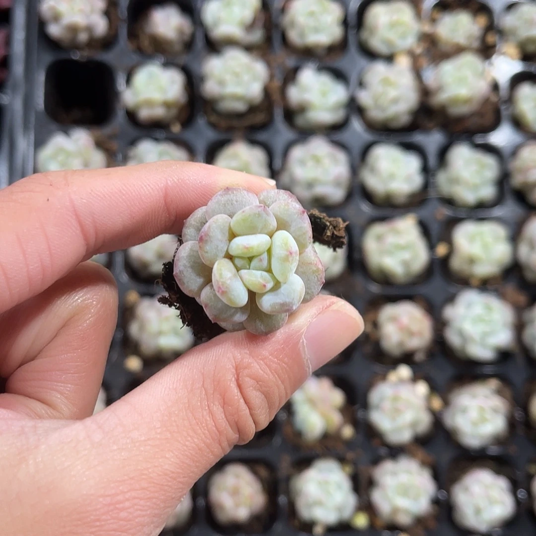 精品单头石化星星橙