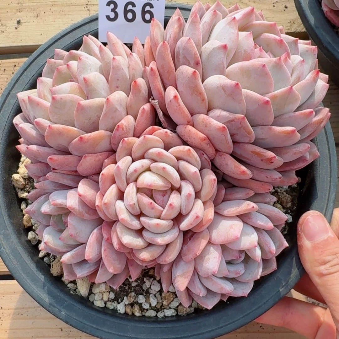 小***麻群生橙子         多肉植物