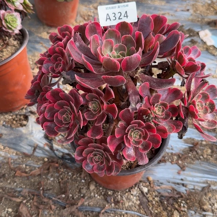 324，爱神。多肉植物