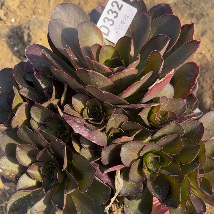 332魅金多肉法师不包断枝