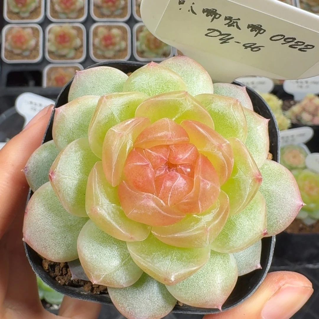 0922-46-追月单头