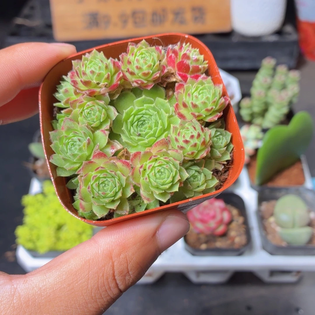 爱德华球多肉9.9包邮发货