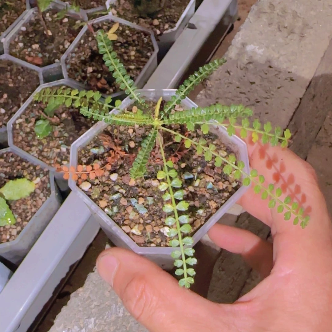 p***n块根植物块根植物