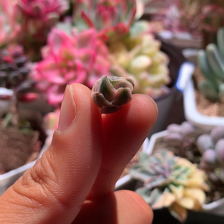 龙公城腹轮锦侧芽
