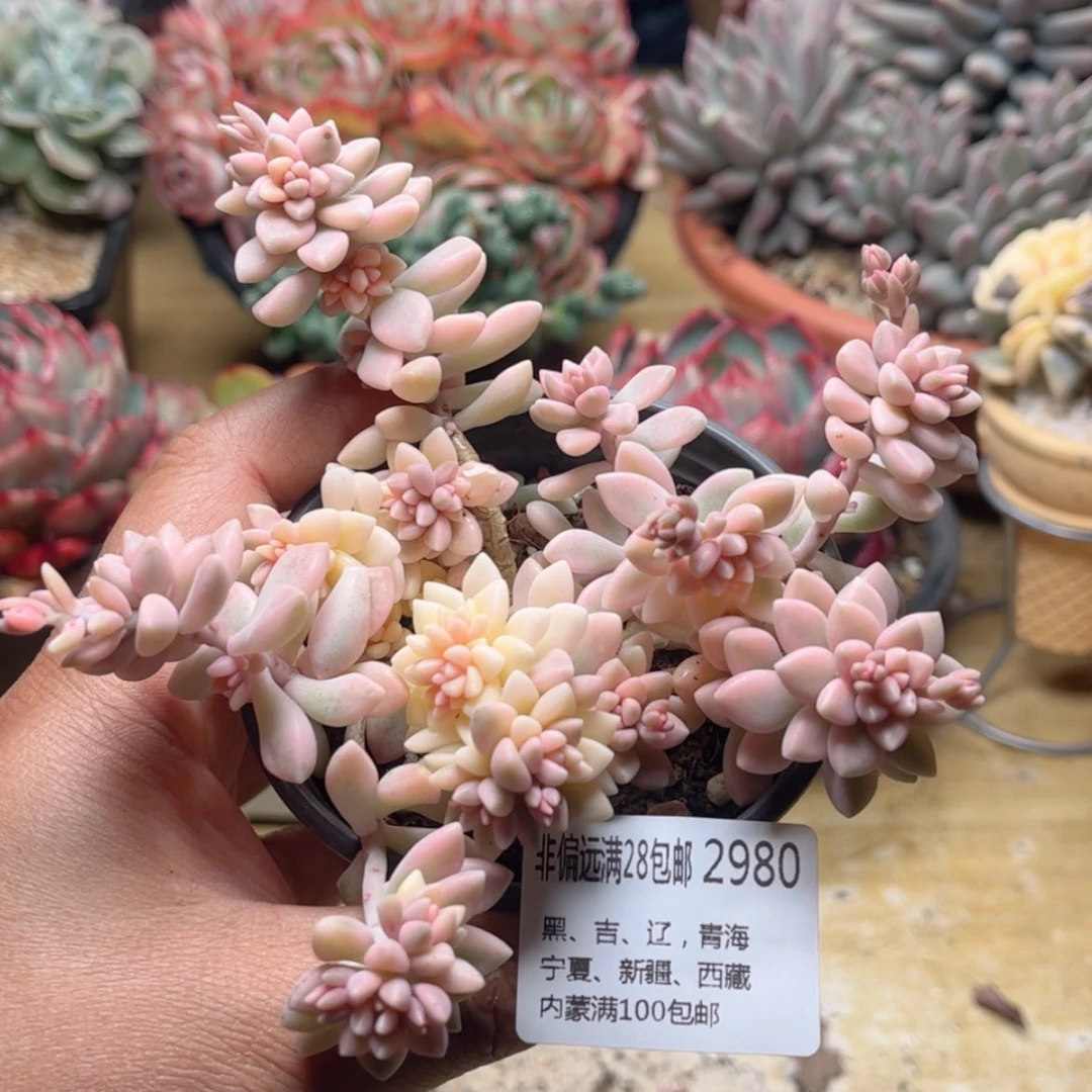 【闪购商品】2980姬秋丽锦