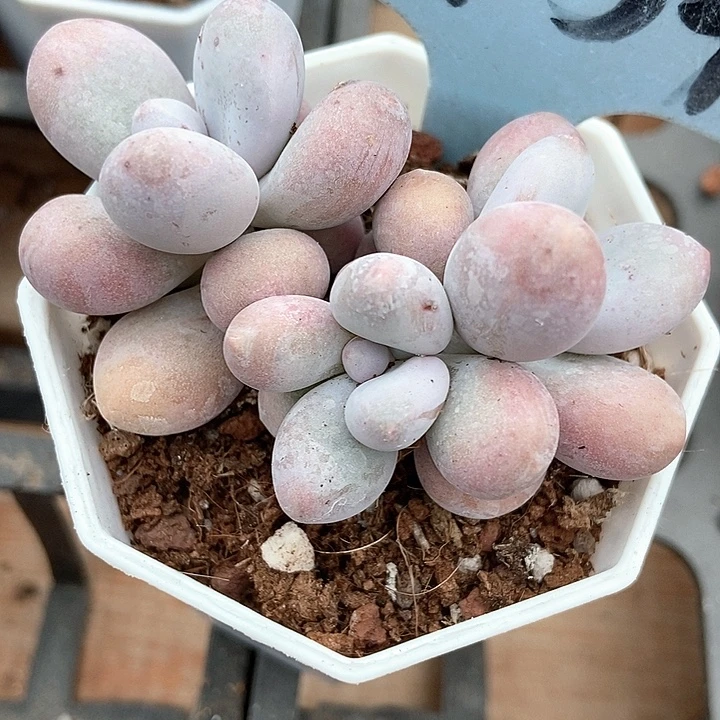 多肉植物奶酪2154