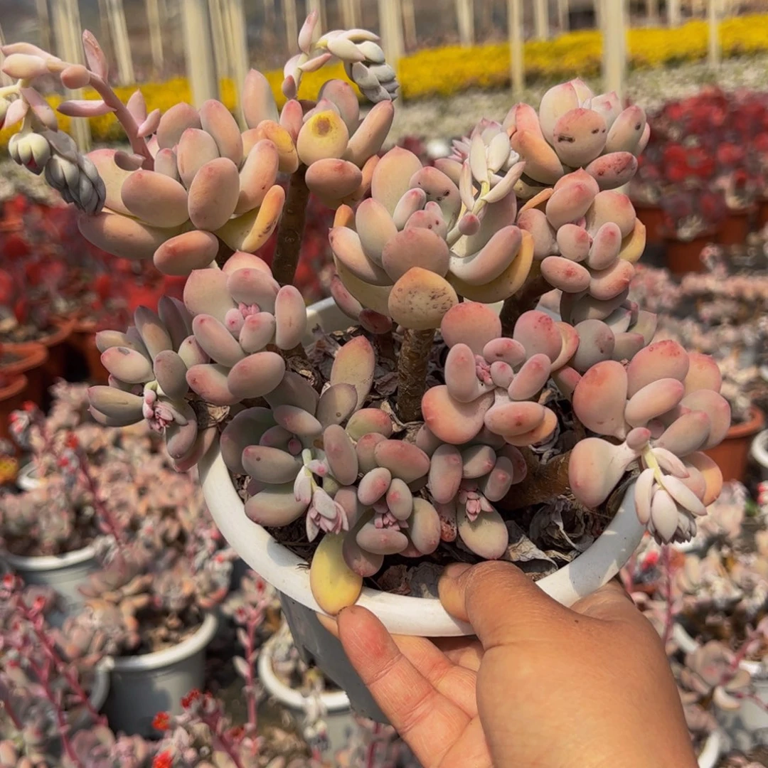 三日月美人多头大盆群