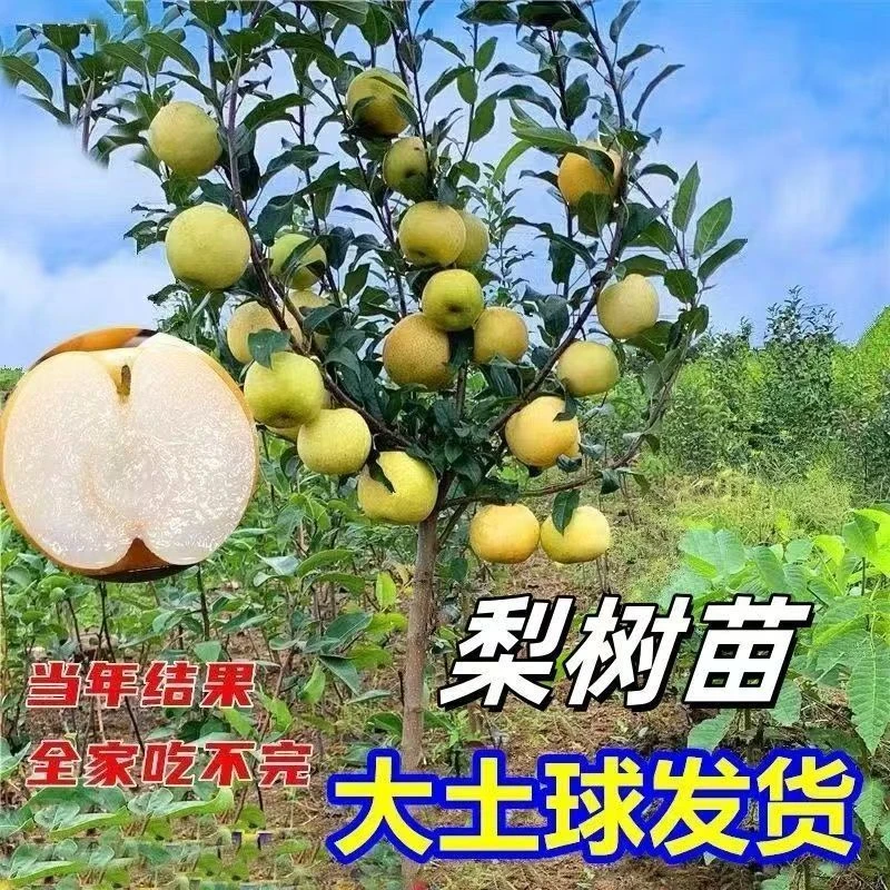 【300亩梨树园直发】嫁接大梨树翠冠梨秋月梨南方北方种植盆栽地栽